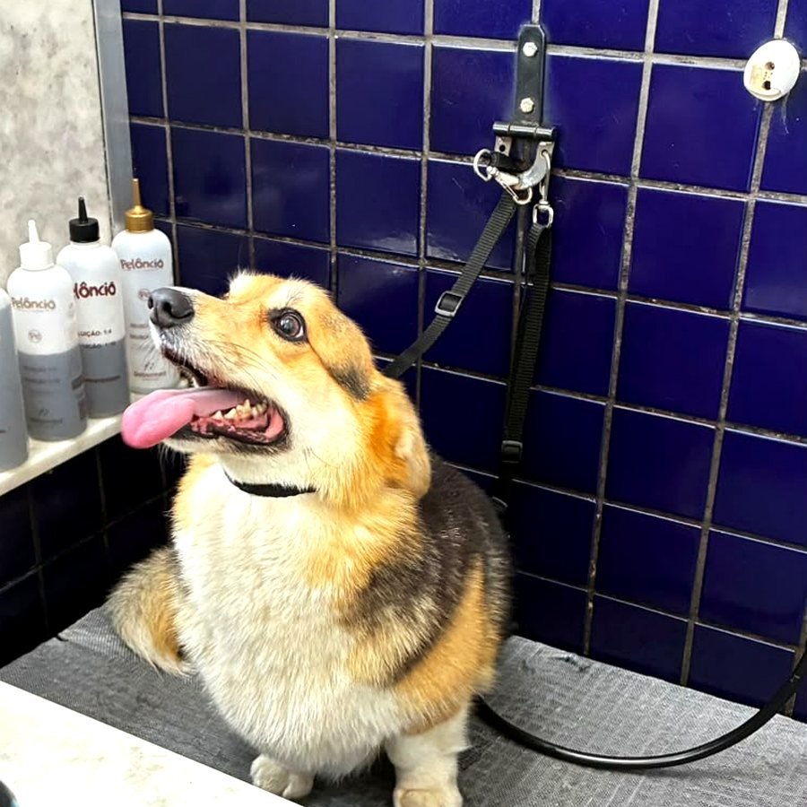 Cão corgi tranquilo e sorrindo durante o banho na UAU! Pet