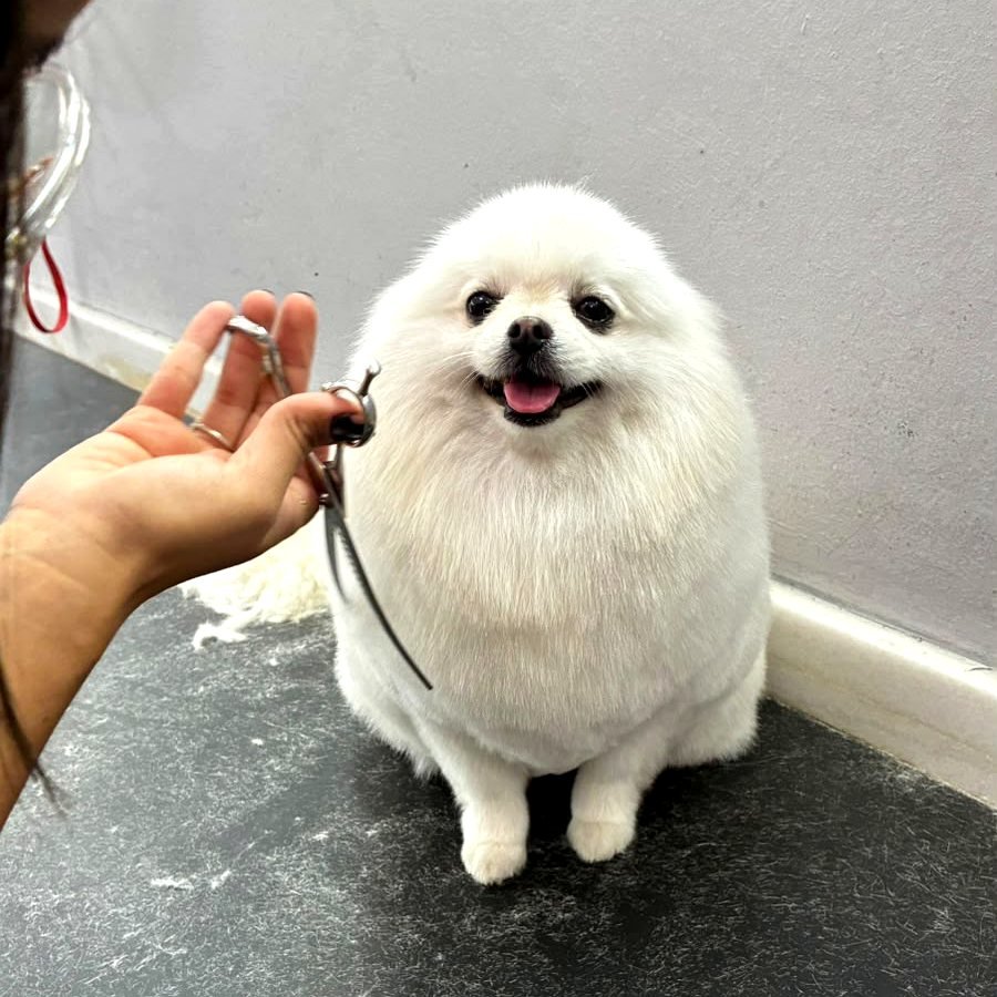 Lulu da Pomerânia branco sorrindo durante a tosa na tesoura na UAU! Pet